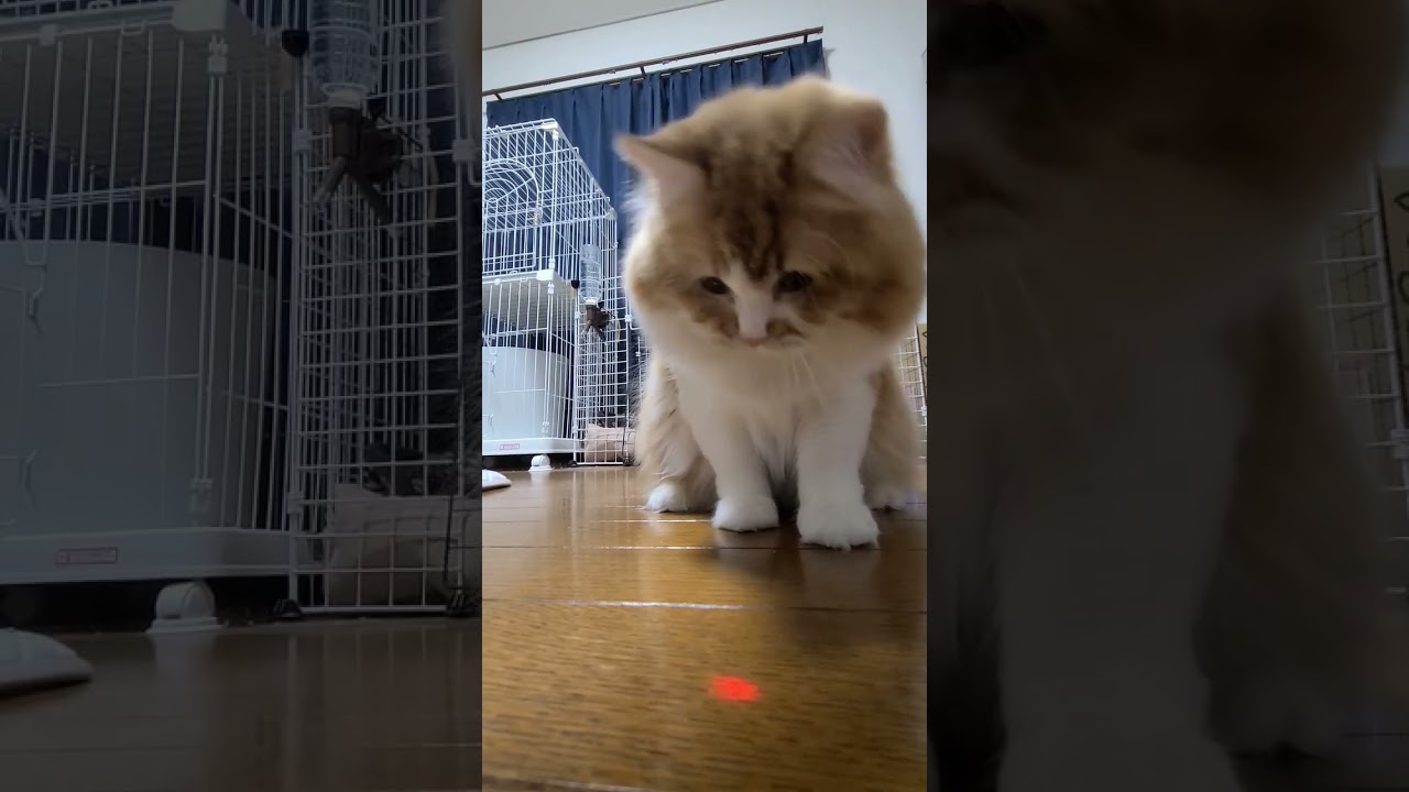 【ラガマフィン】にゃんだろう光線で遊ぶナツ！