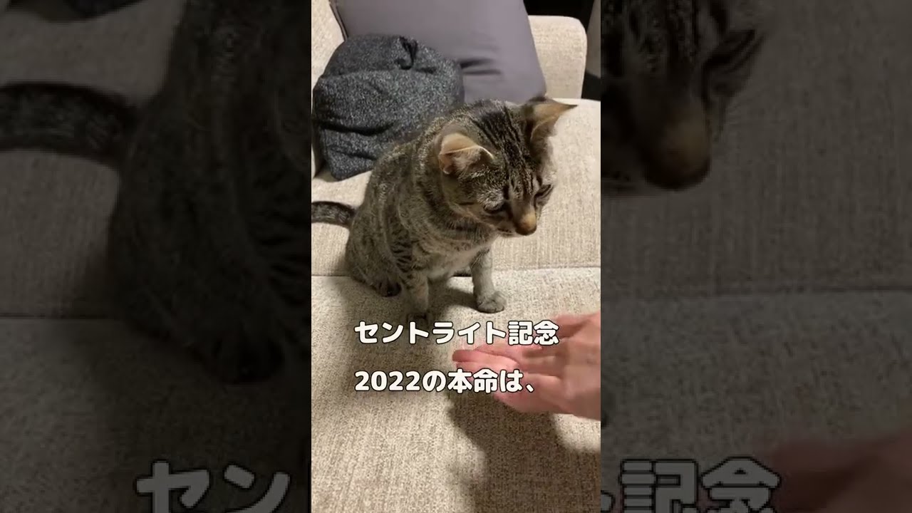 【セントライト記念 2022予想】猫のパウロが有力馬を徹底考察!?【エジプシャンマウ】#Shorts #オニャンコポン #競馬予想