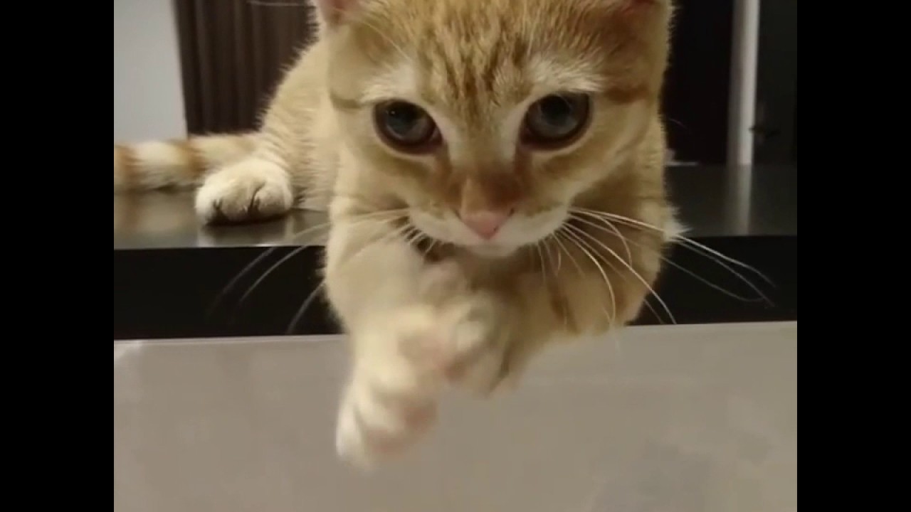 マンチカンの子猫ちゃんのおねだりに、心乱される……😚【PECO TV】