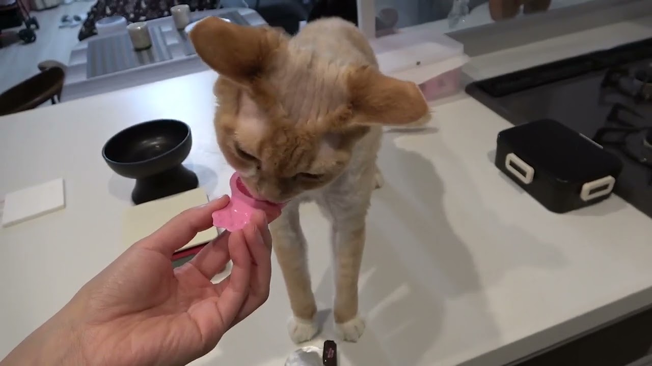 おやつ食べる？って聞いたら、ニャーニャー鳴いて大興奮のデボン猫です