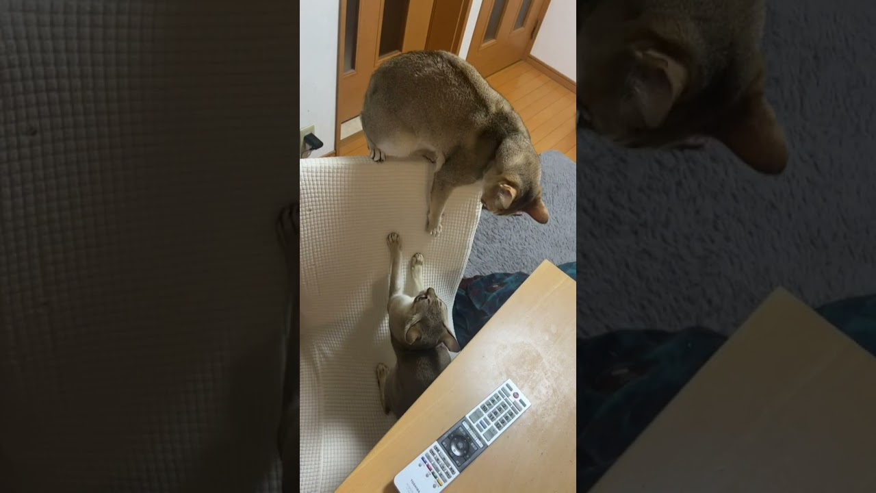 椅子の上下でじゃれ合う愛猫 シンガプーラ