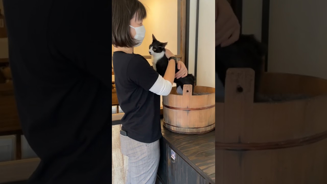 ここで甘えたいんです〜!!子猫の風夏のお気に入りは…