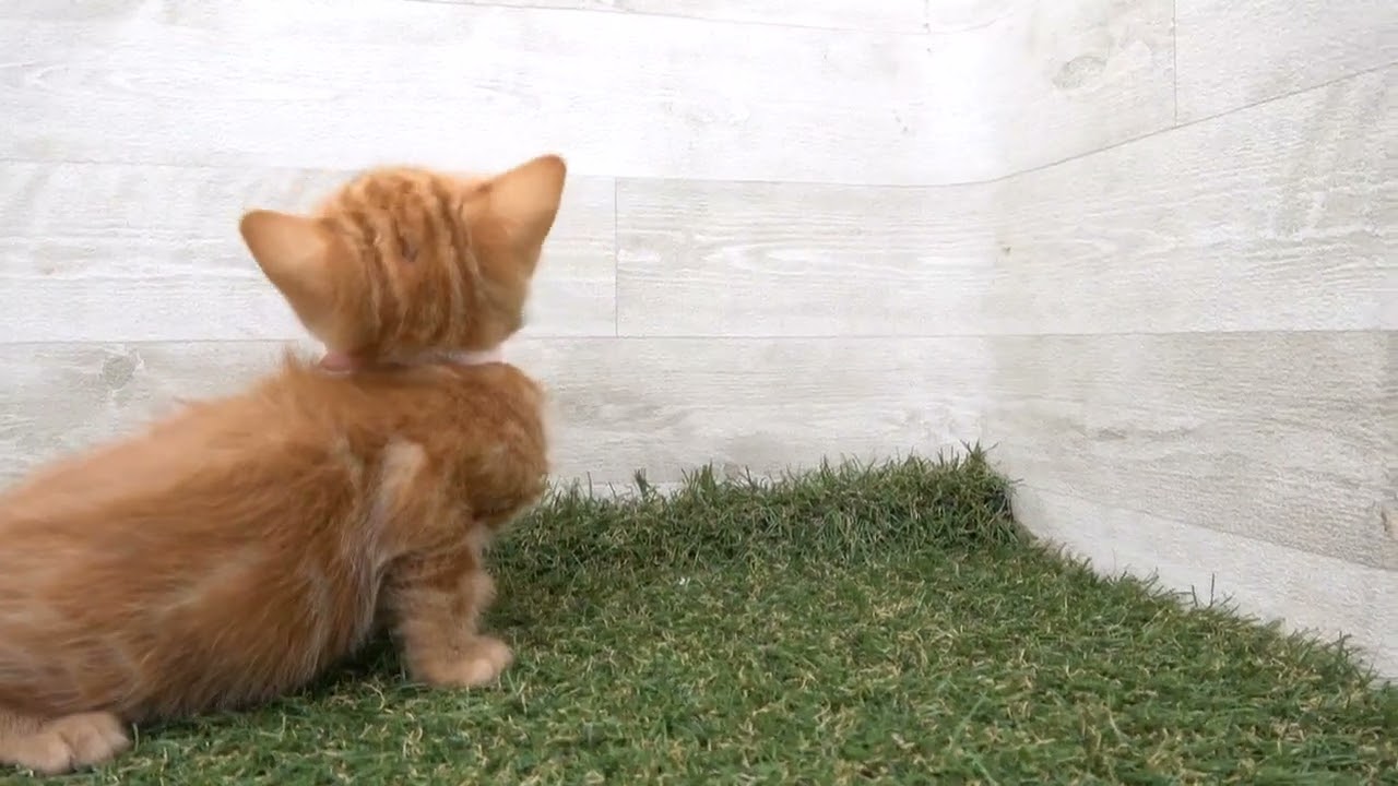 Coo&RIKU　No00616768 アメリカンショートヘアー