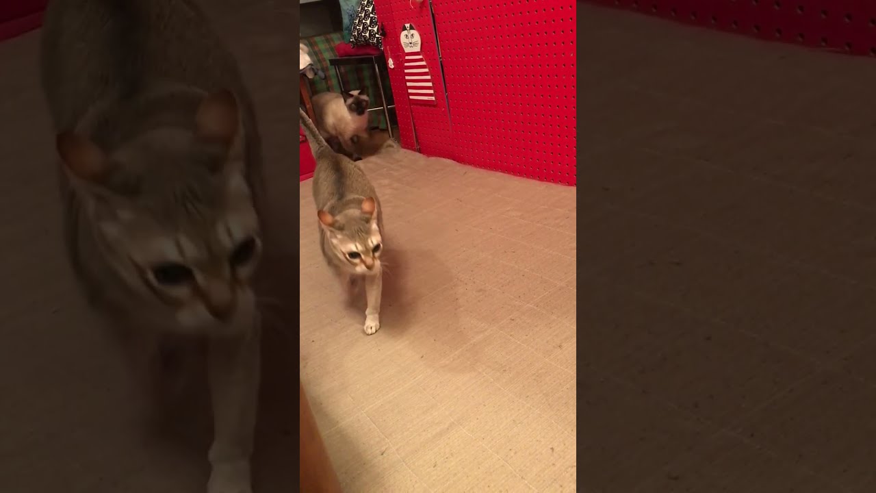 かくれんぼしているシンガプーラとたぬき猫なのにゃ♪