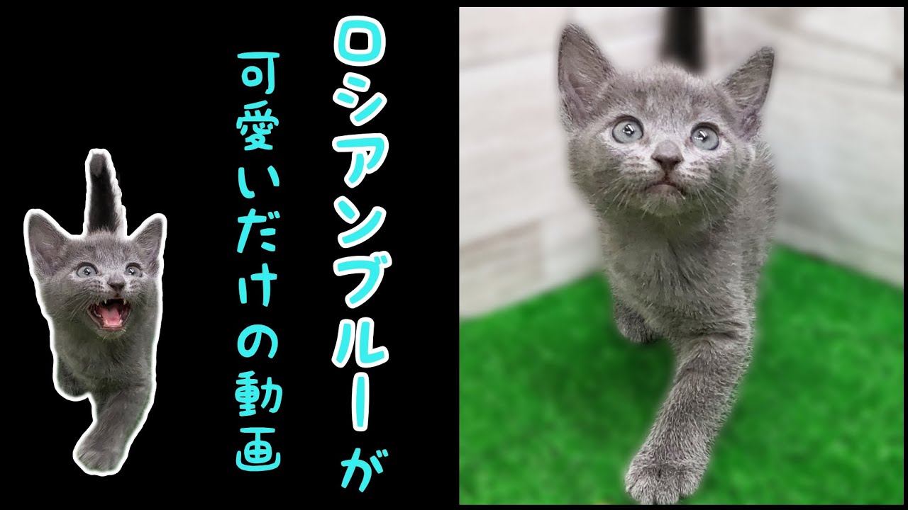 ロシアンブルー・子猫【鶴見元宮店】