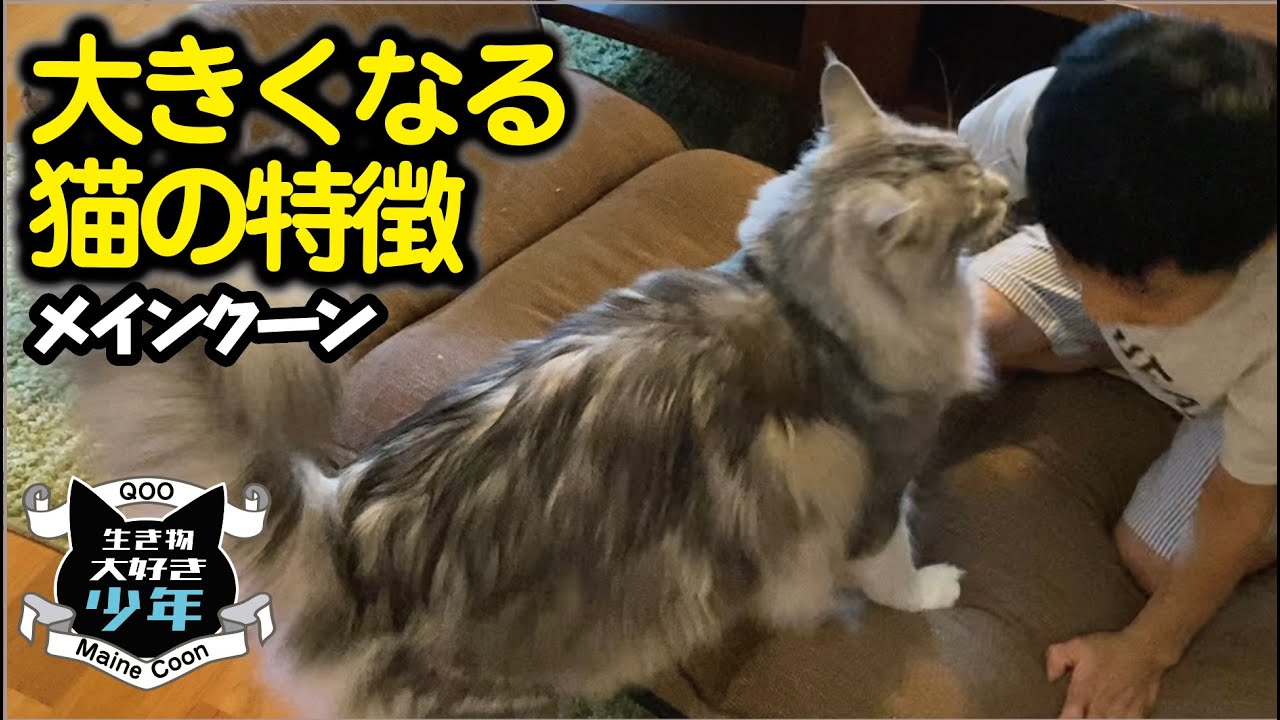 【メインクーン】大きくなる猫の特徴。体重の変化／成長記録／寒いほど大きくなる？