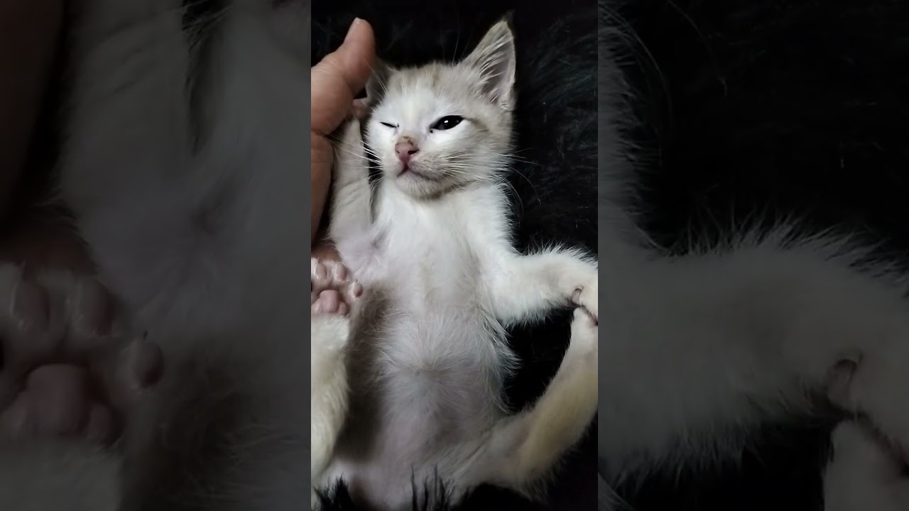 Japanese Bobtail Kitten For Adoption - 2 Months, Gasper from Kuala Lumpur , Kuala Lumpur