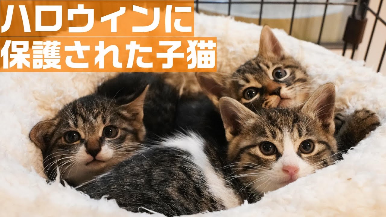 ハロウィンに子猫たちがイタズラしにきたので保護してみた