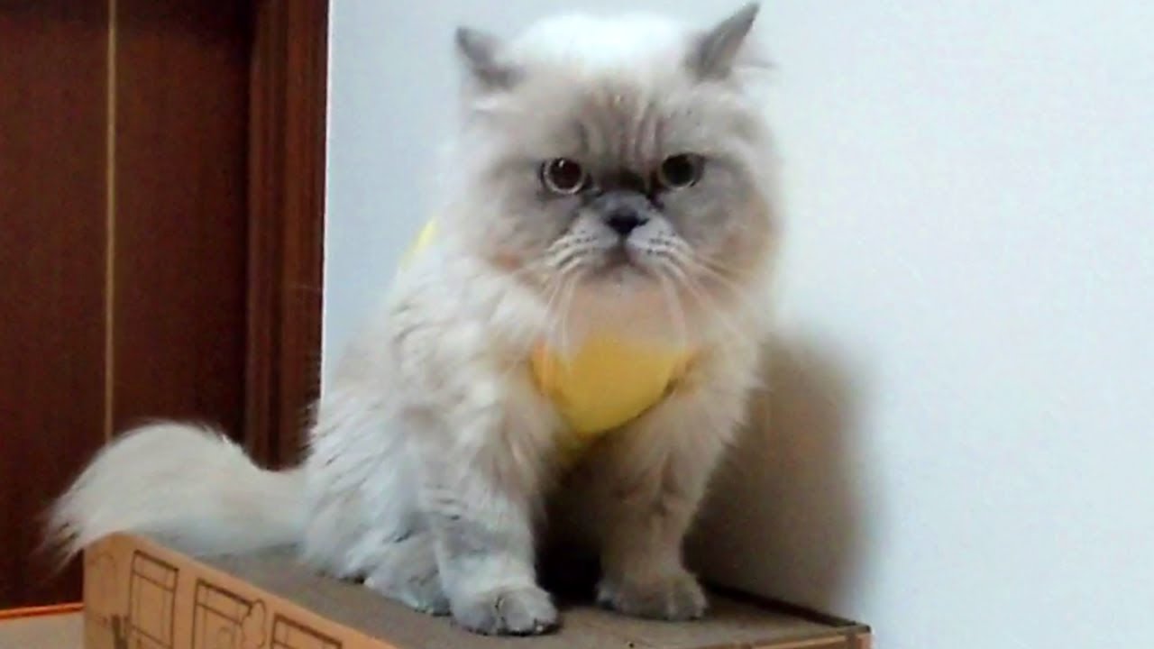 たまきち君、タマを取るの巻【ヒマラヤン猫】