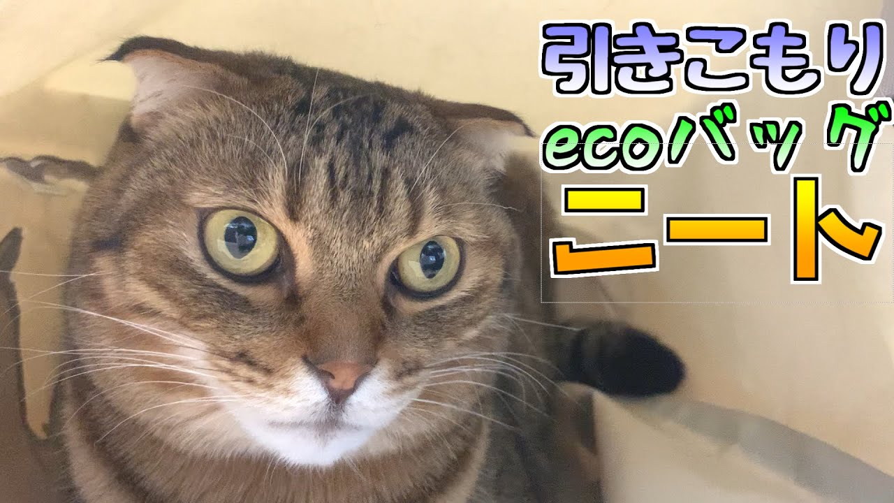 引きこもりecoバッグ猫ニート【マロンの日常】