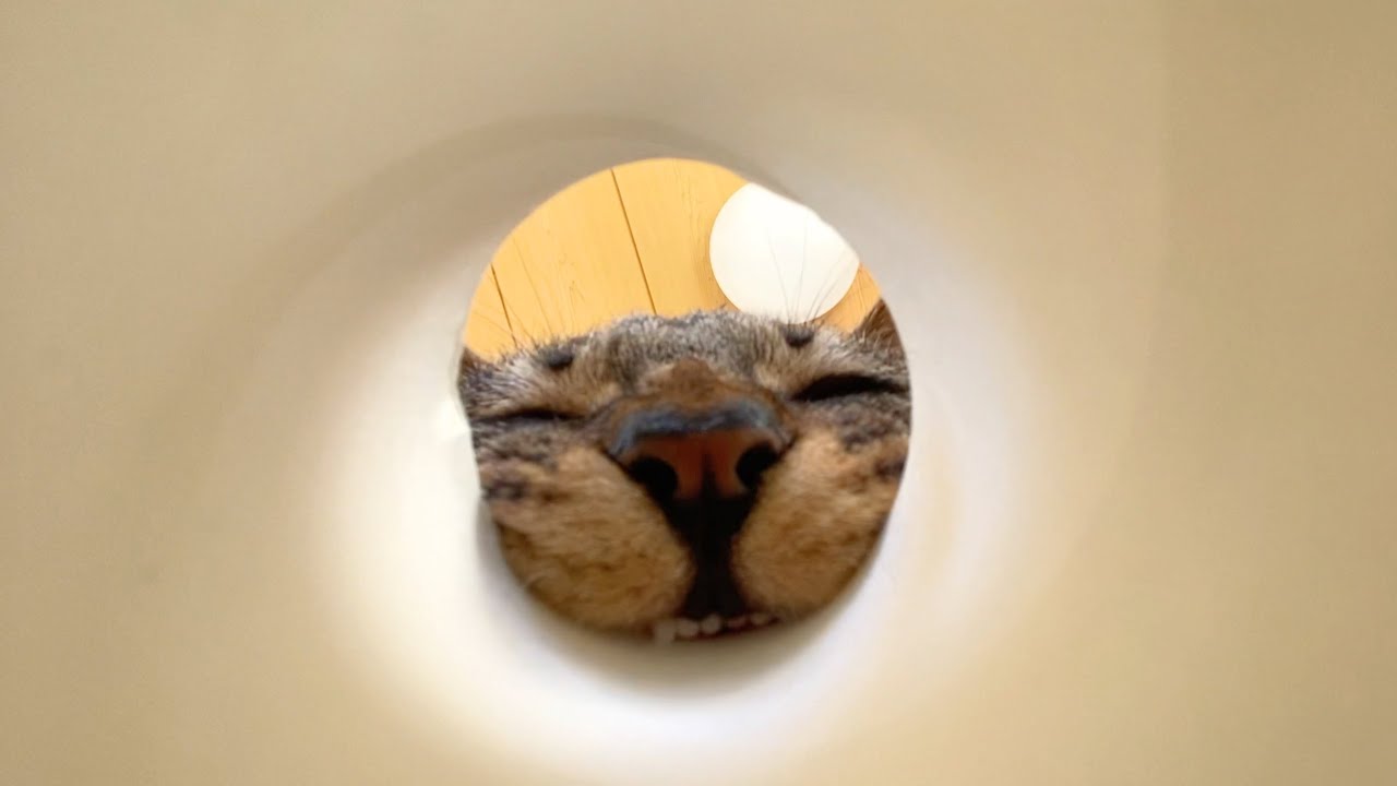 子猫の可愛い映像を撮ろうとしらこうなりました...