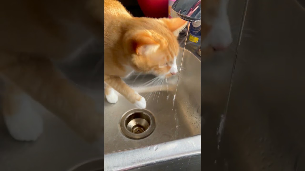 Why would my #cat put his face that far 🤣 #shorts #funny #cats #trending #trendingshorts #cute