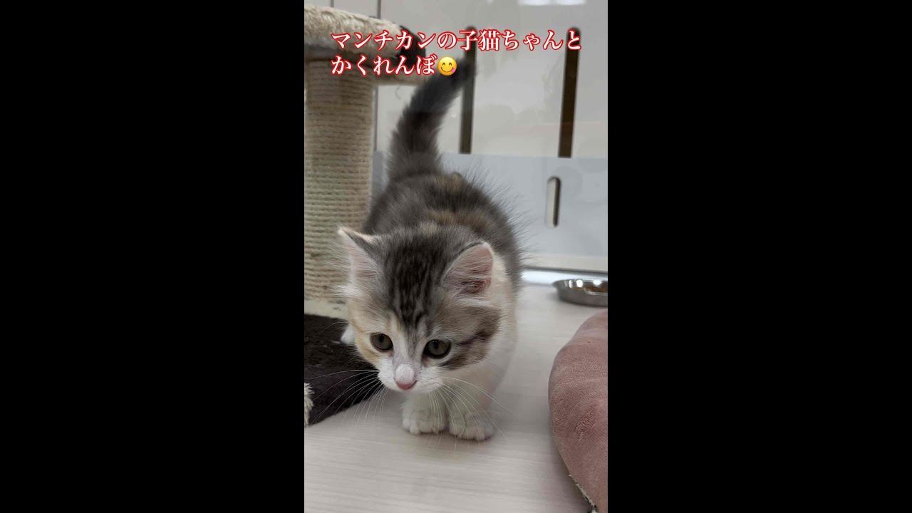 マンチカン【子猫】kitten・とかくれんぼが可愛い過ぎる♪「♯Shorts」