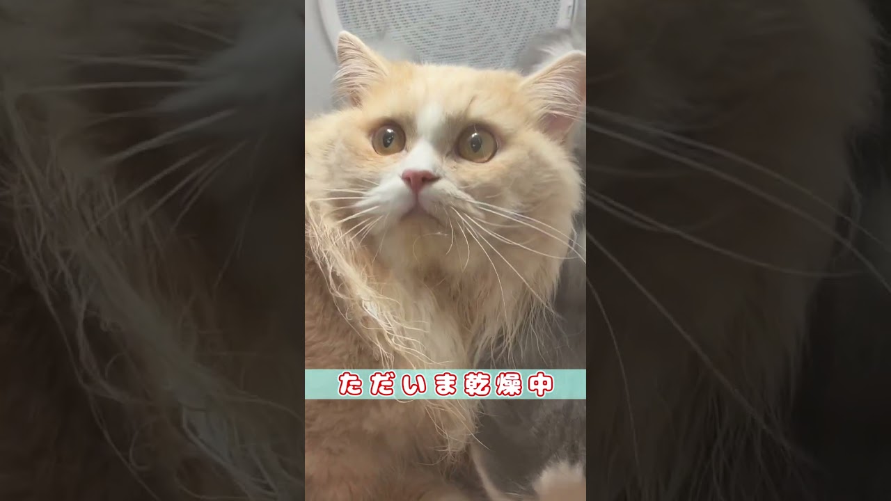 【絶望した猫】　#shorts　#ラガマフィン