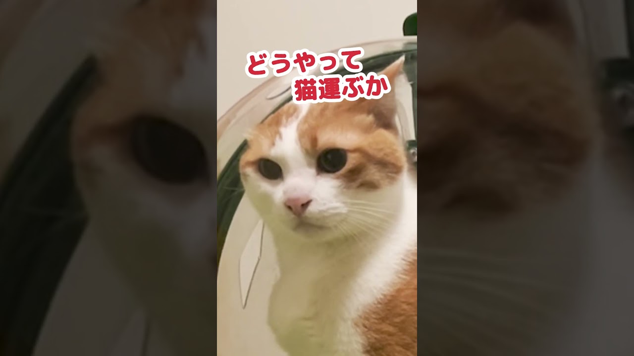 気が早い飼い主に呆れる猫達 #Shorts