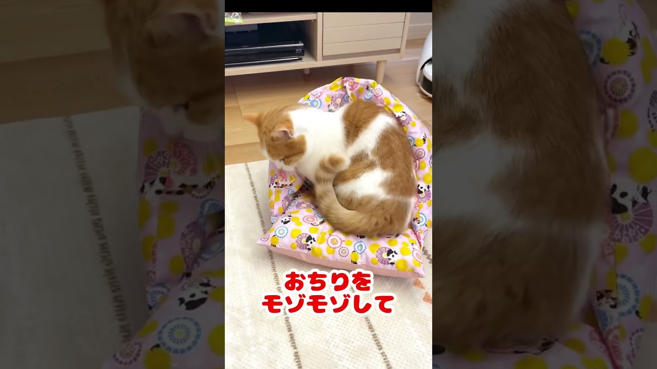 布団で寝るねこ【短足マンチカン】