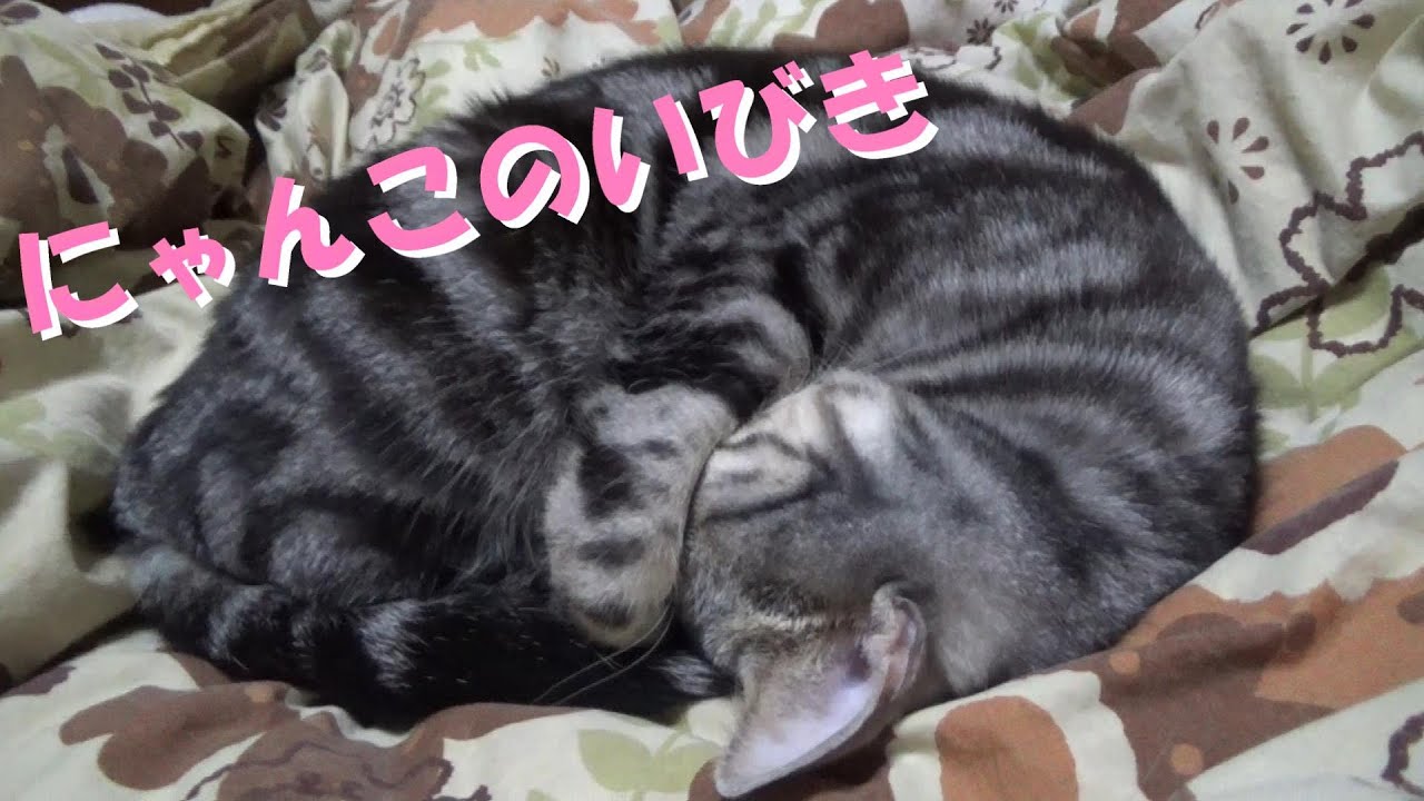 猫のいびき（アメリカンショートヘア）