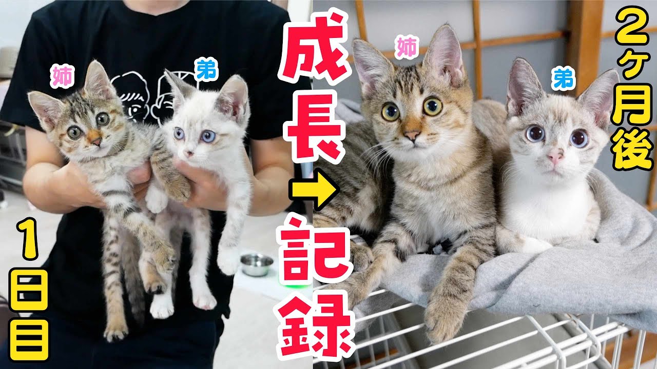 【出会いから別れまでの52日間】段ボールに捨てられていた子猫2匹の成長記録