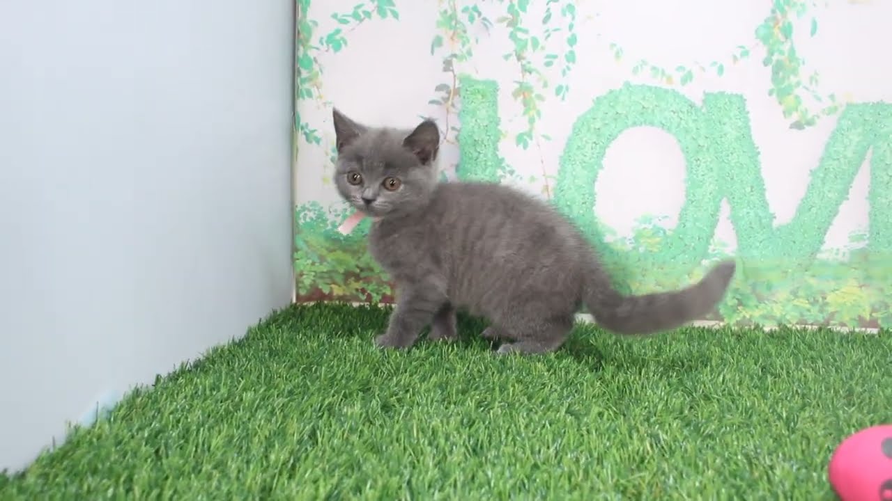 Coo&RIKU　No618678　シャルトリュー