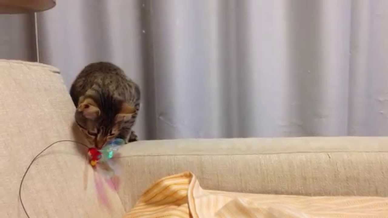 やっと遊びに来たエジプシャンマウのまーちゃん。