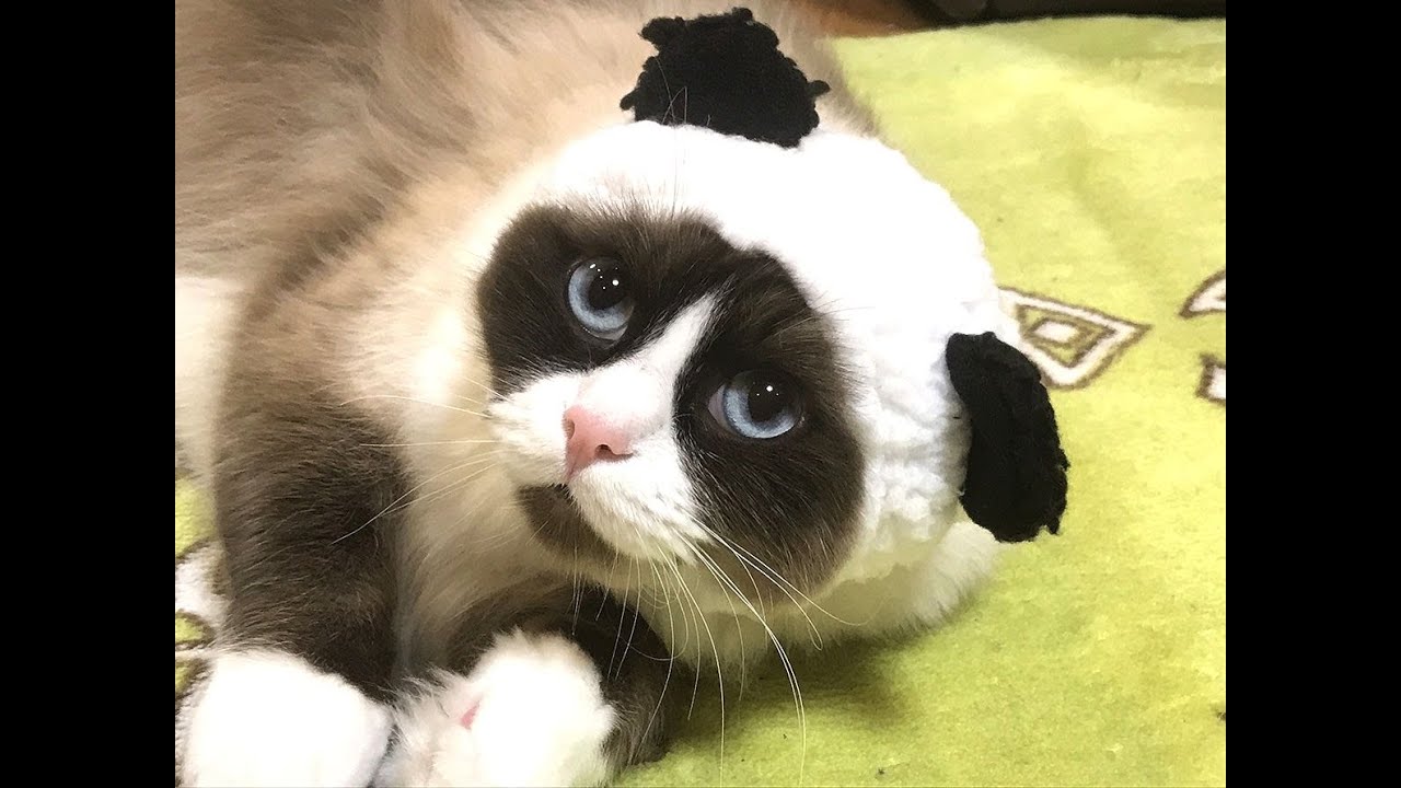 元!?ヤンキーなウチの猫（ラグドール）