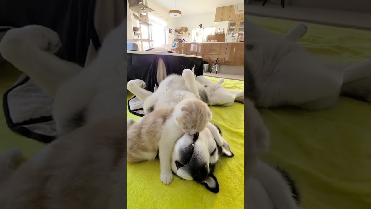 ハスキー犬に育てられた子猫がハスキーを起こすとこうなる…笑 #shorts