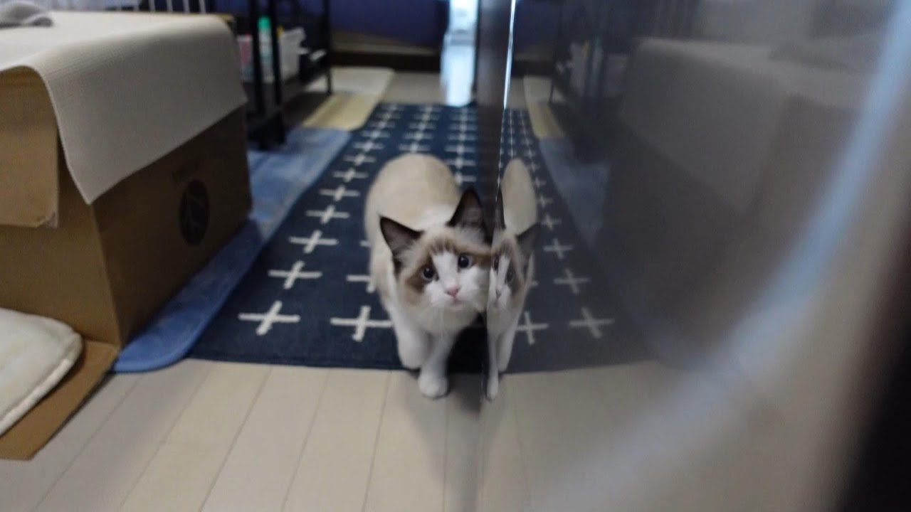 【ラグドール】だるまさんが転んだをしてくれる猫