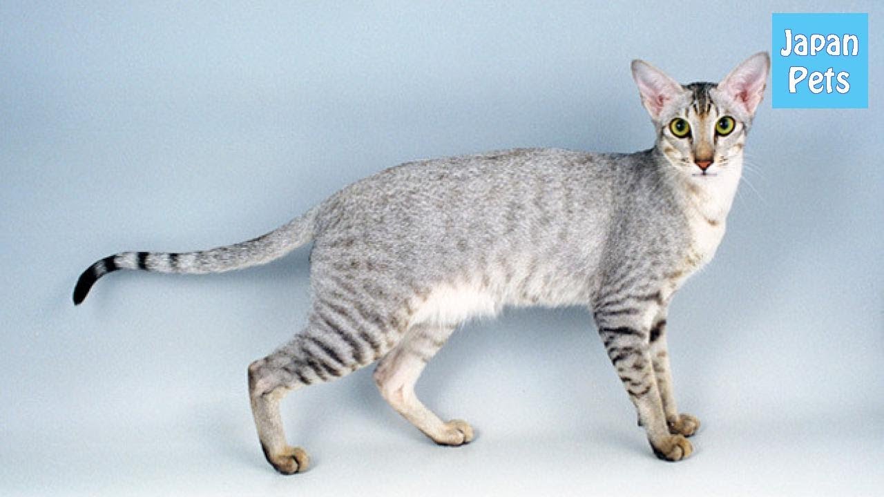 「オリエンタル/Oriental Cat」という猫…その出生の秘密、そしてそのルーツ！！