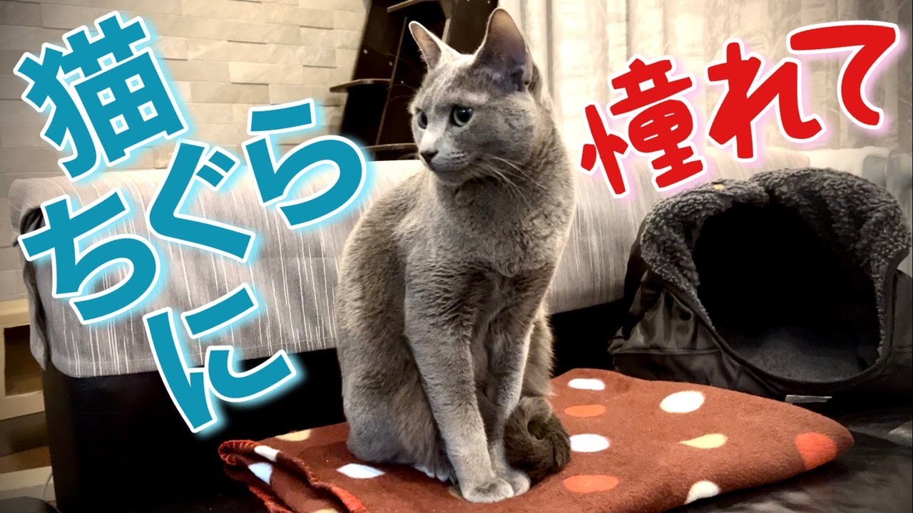 ロシアンブルー | キャットハウスを古着で作ってみました！ [Russian Blue cat Kotetsu] try to make a cat house out of old clothes