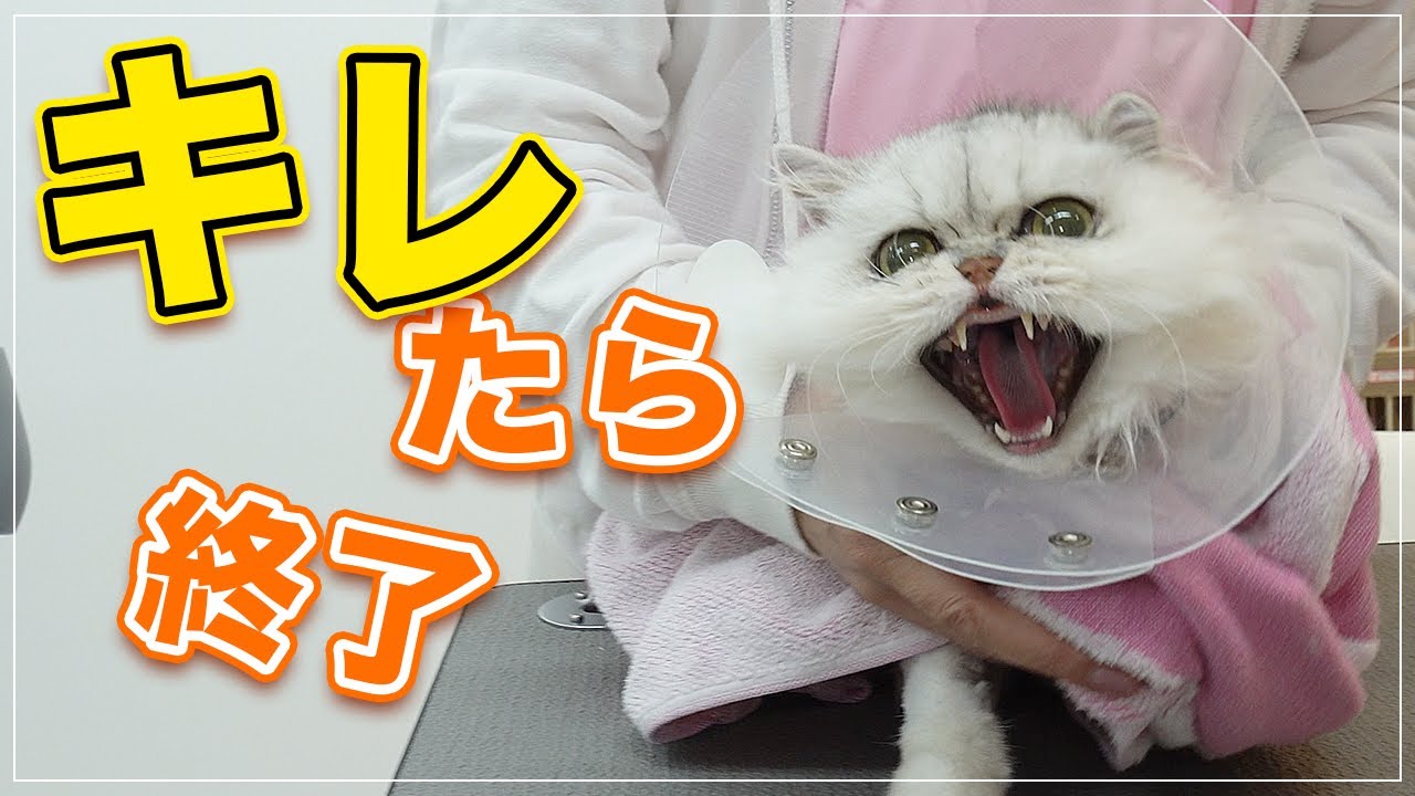 【たらちゃん】キレたら終了！いつも麻酔でバリカンしてた猫ちゃんなので怒らせないように慎重に、慎重に...【ペルシャ】
