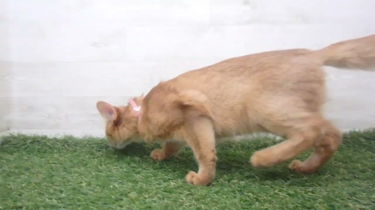 Coo&RIKU　No00615056 ソマリ