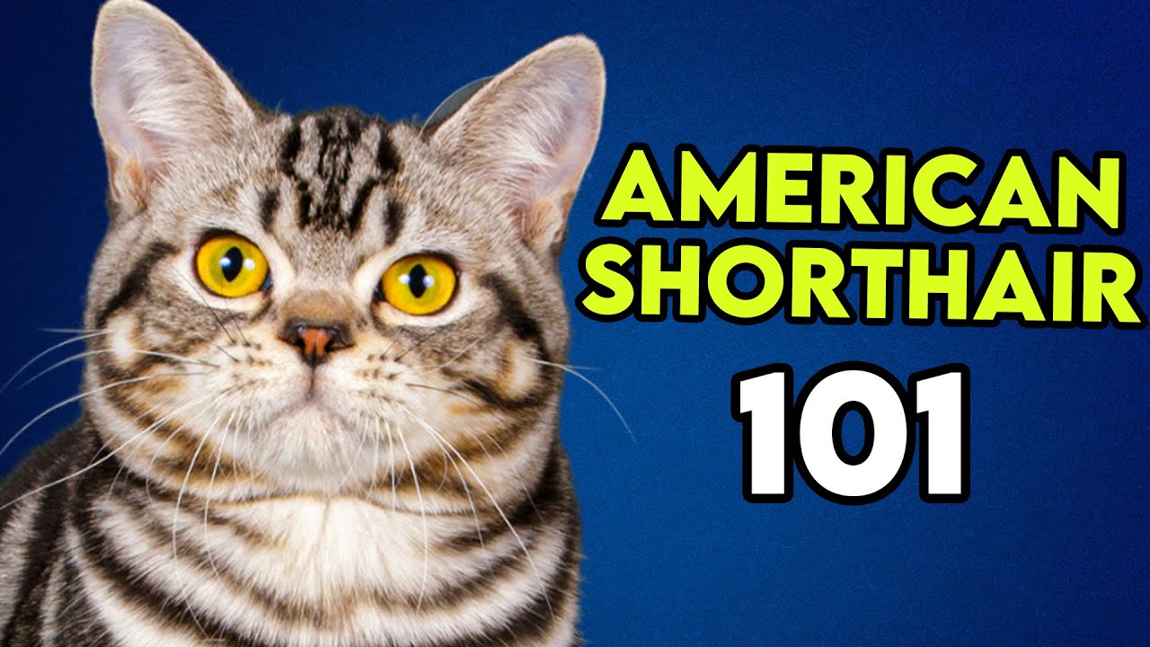 アメリカン ショートヘア 101 - これは知っておくべきことです!