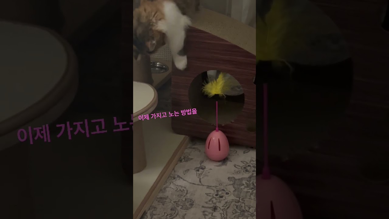 고양이 장난감 가지고 노는 아루씨😸 #고양이 #cutecat #먼치킨 #먼치킨킨카로우 #고양이일상  #아기고양이 #cats #munchkin #아루 #고양이일상 #집사
