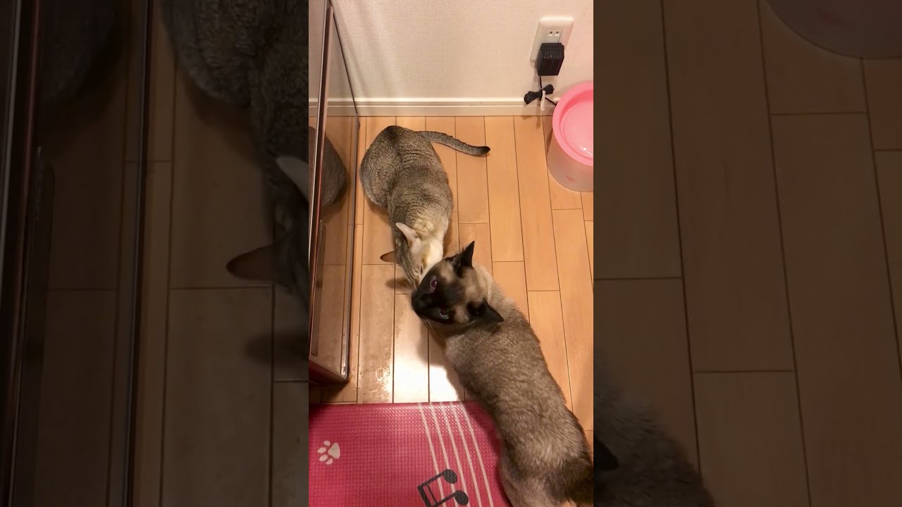 ペロペロされてる場合じゃないたぬき猫なのにゃ♪