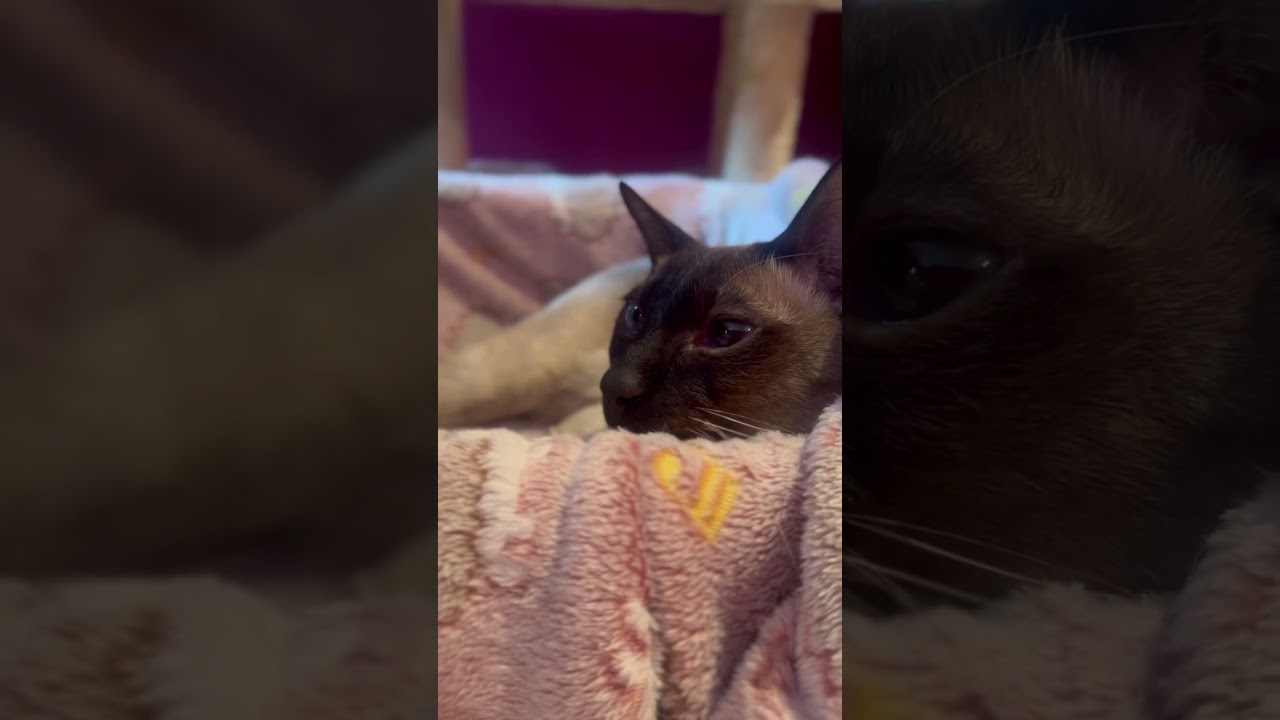 Today’s Siamese cats 18 Good Morning Routine #shorts