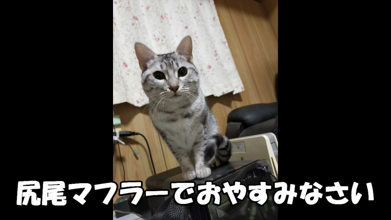 【エジプシャンマウはる】　尻尾マフラーで寝るまで　（猫動画）