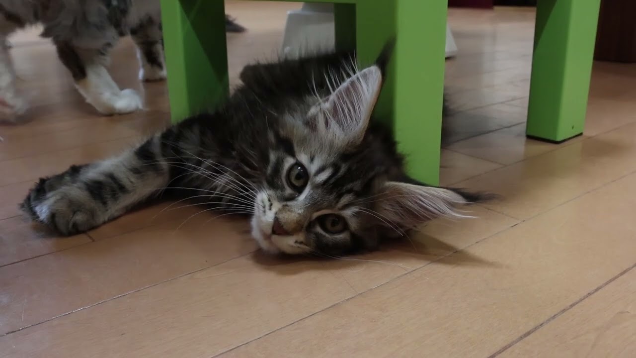ブラウンのメインクーン子猫の浩汰君