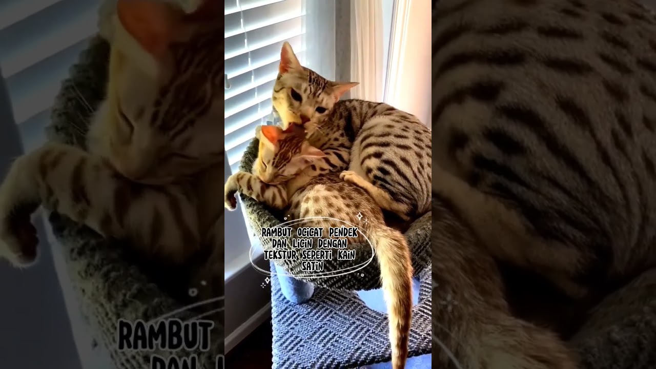 Ras Ocicat🐱 #cat #shorts #viral