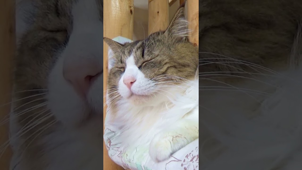 ファーミーターに魅了された大型長毛猫！これが日本一の標高を誇る被毛山ボス富士だ！【ボス吉FURminator2018】#Shorts