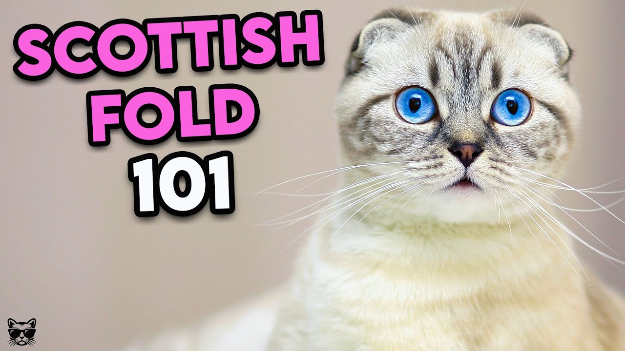 スコティッシュフォールドの猫 101 - 購入前に必見 |猫の品種 101