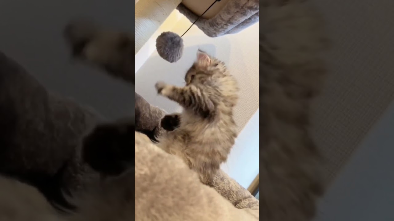 【子猫】キャットタワーになんで？ #shorts