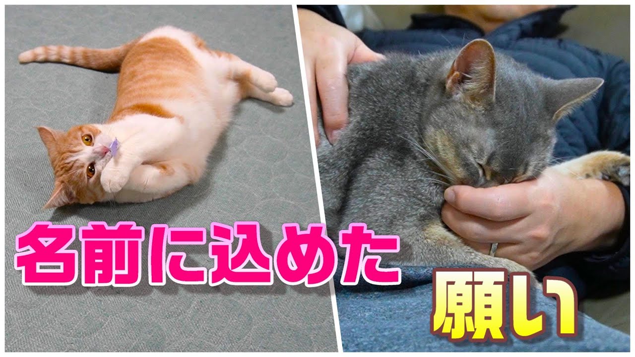 パパの手が好き過ぎる猫【スコティッシュフォールド】【アビシニアン】