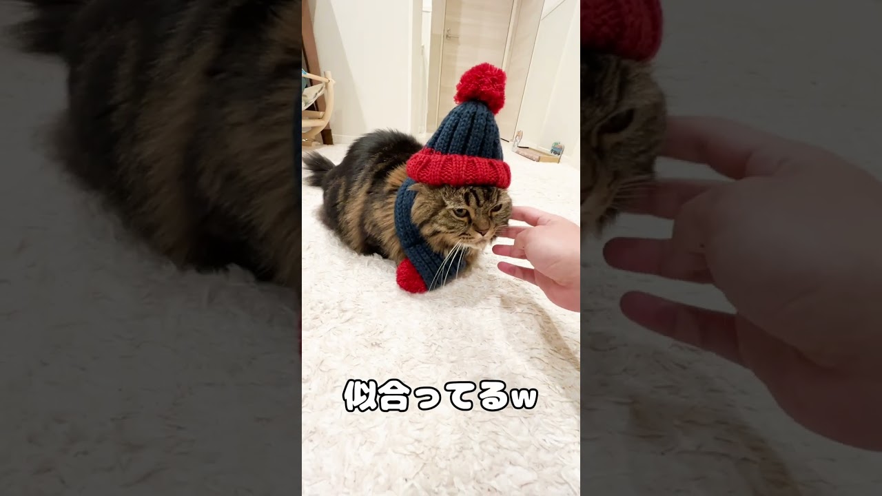 最強寒波らしいですよ【マンチカンのアーサー】 #Shorts