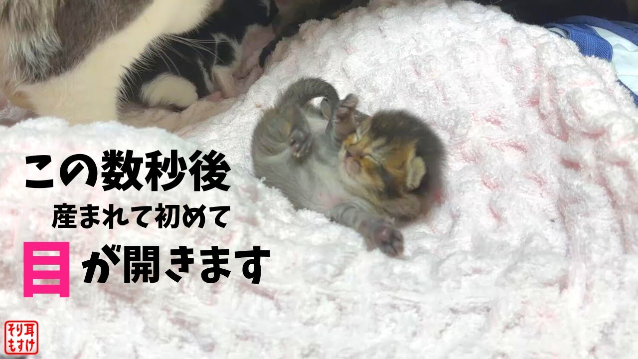 奇跡！子猫の目が開く瞬間を激写。これが幻の眼色キトンブルー【愛のイクメン猫】