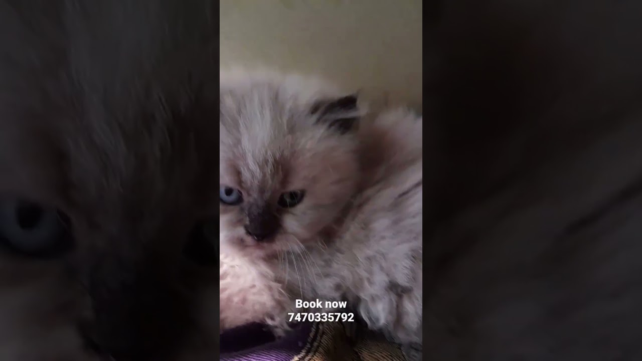 Himalayan kitten available #himalaya #kitten #persiancat #shorts #trending  #bilaspur #raipur #delhi