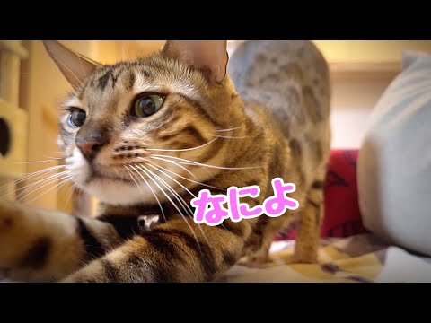 他の猫を可愛がるのを許してくれないツンデレお嬢猫