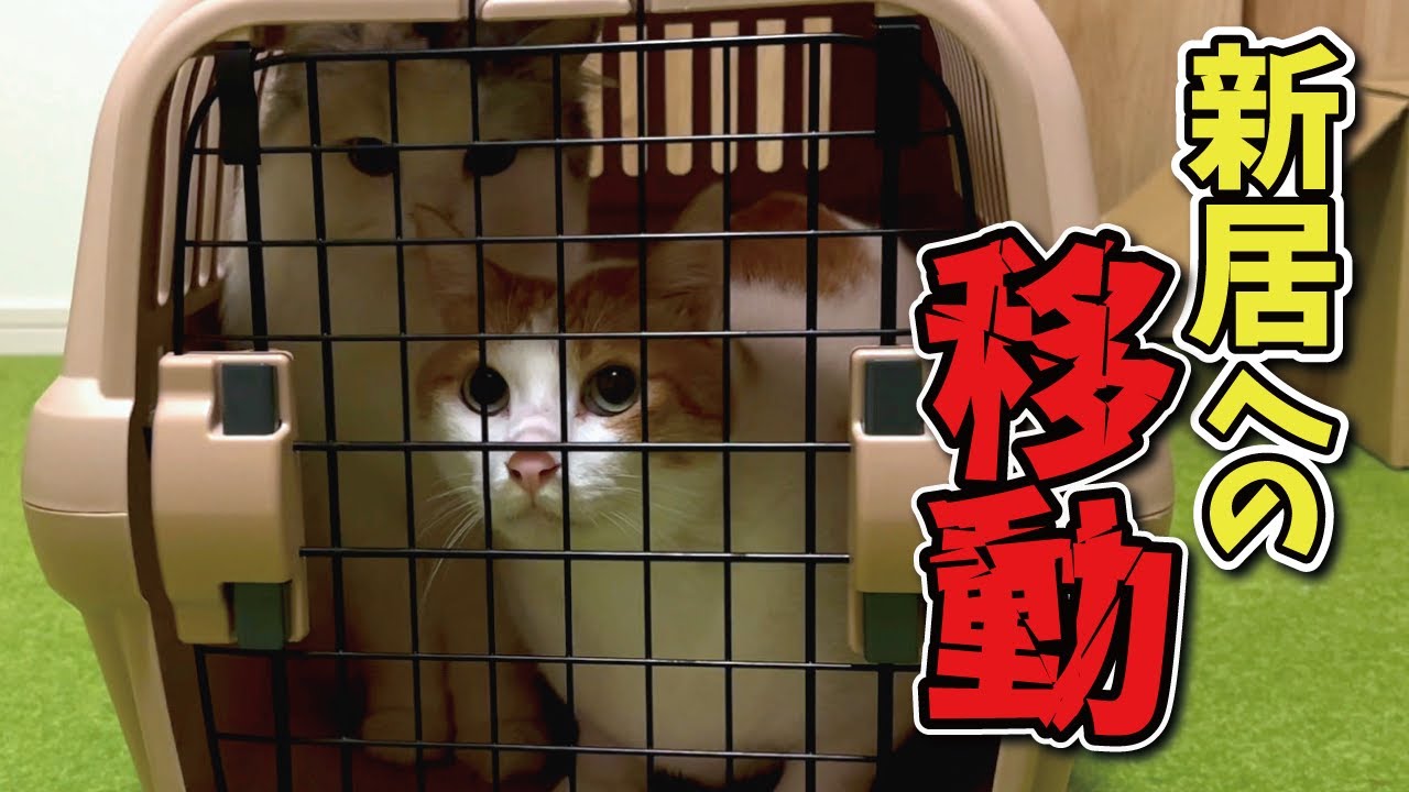 【引っ越し】新居への移動について【関西弁でしゃべる猫】