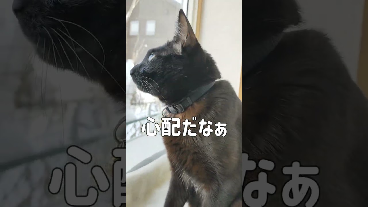 【黒猫Vlog212】降雪量が多くて色々心配な猫 Cat worried about various things due to heavy snowfall  #Blackcat #bombay