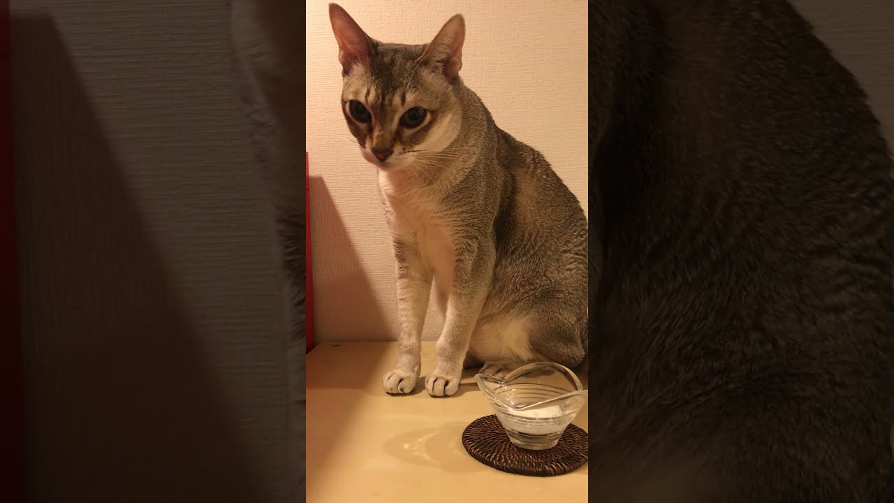 ヤギミルクを飲まないシンガプーラなのにゃ♪