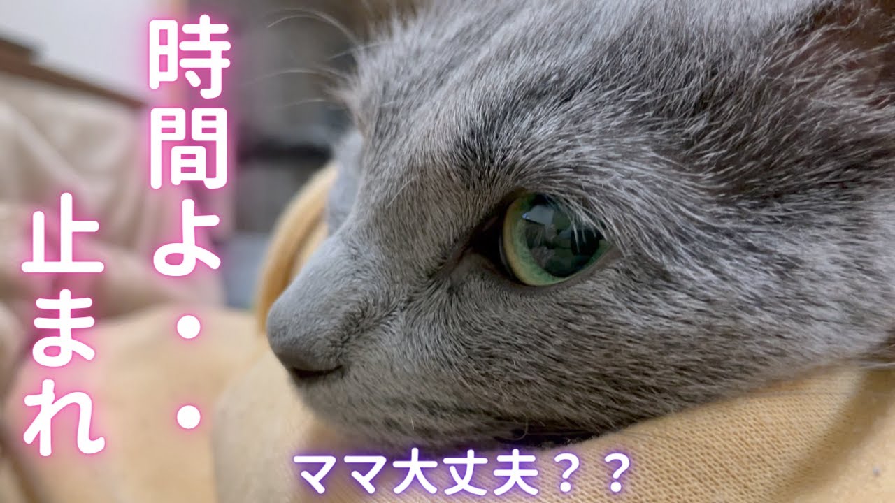 時間の感覚が崩壊したママ（ロシアンブルー）